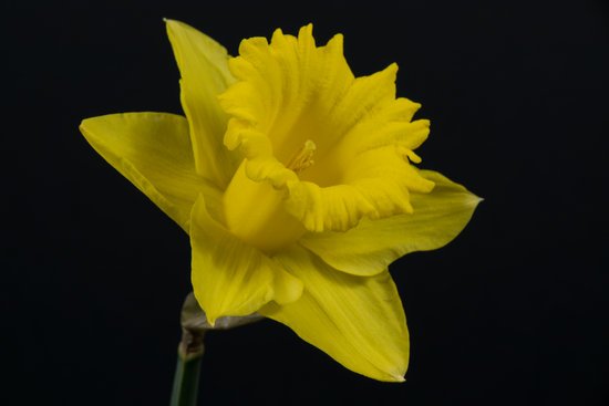 canva daffodil MADFYgsSAVU