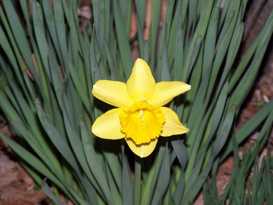 canva daffodil MADFbaaVngo