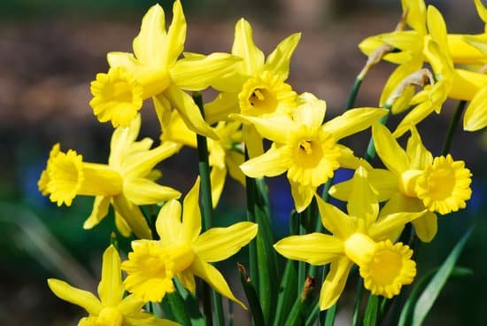 canva daffodil flowers MAA8uwmsRm8