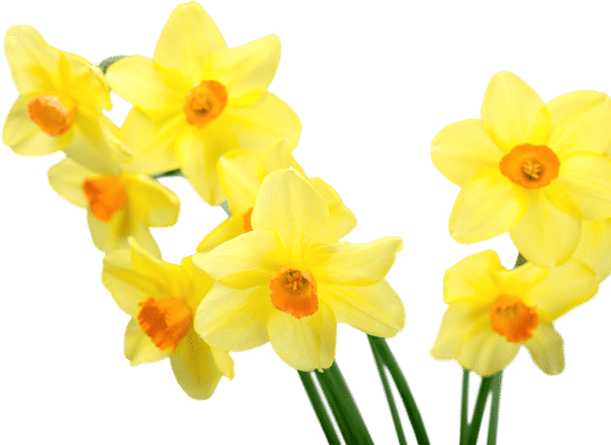 canva daffodil. MAEVJblvuO4