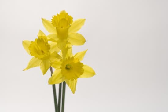 canva daffodils MAC776N J5E