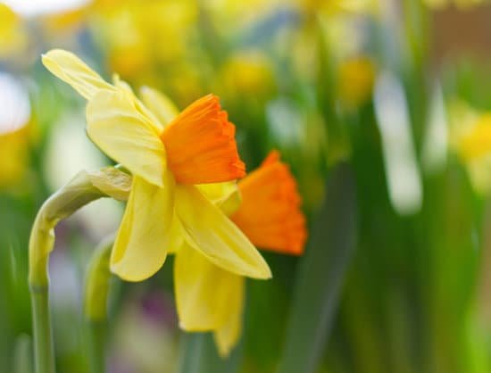 canva daffodils MAC yKKdeSI