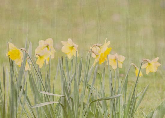 canva daffodils MADAYHjhza0