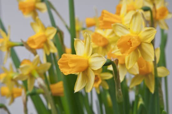 canva daffodils MADA I0I2oU