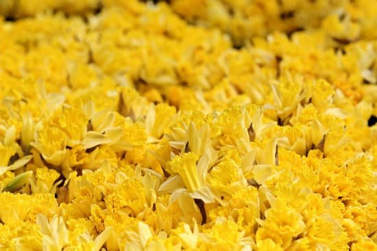 canva daffodils MADAw699jJI