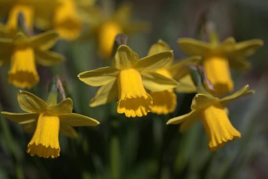 canva daffodils MADB1Q 7DZM