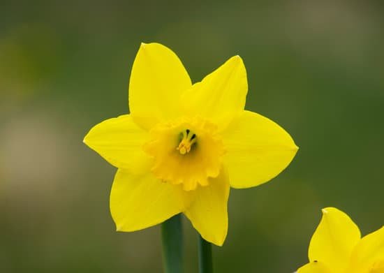 canva daffodils MADBFMIuO1M