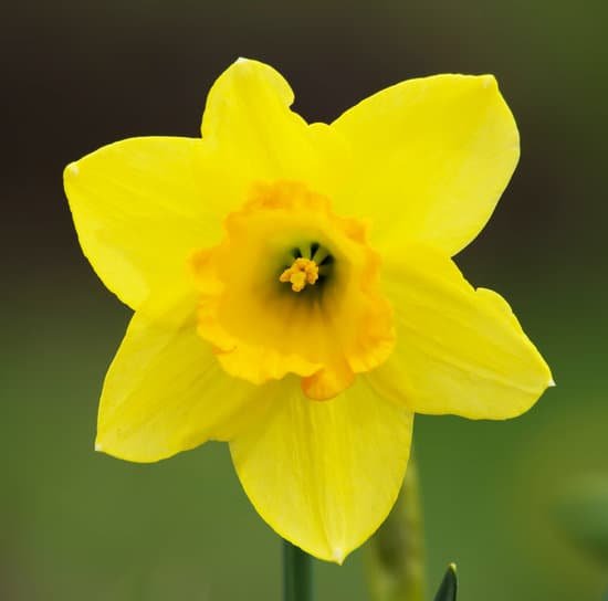 canva daffodils MADBFOKysSg