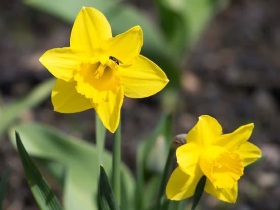 canva daffodils MADBFcqDyHU