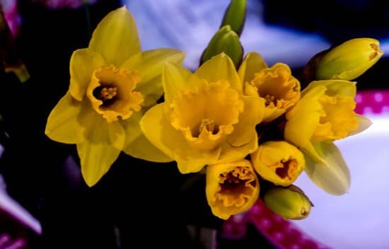 canva daffodils MADBmLWV8ao