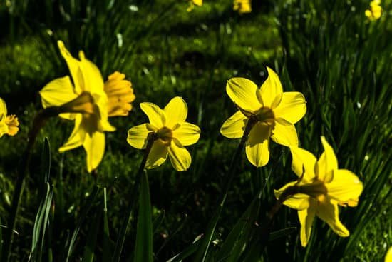 canva daffodils