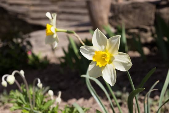 canva daffodils MADBwSrbaHo
