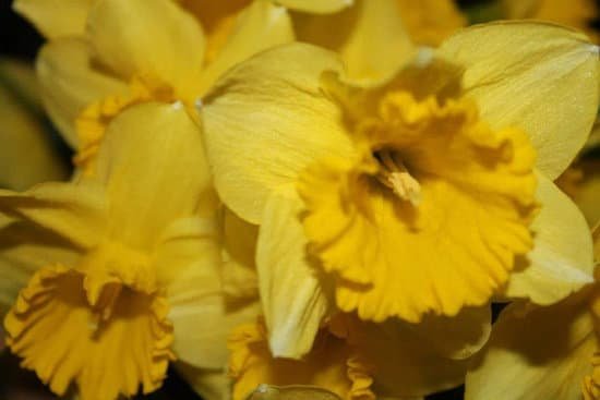 canva daffodils MADCU8X7U 8