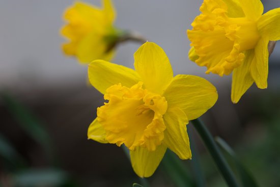 canva daffodils MADFvFYbVeE