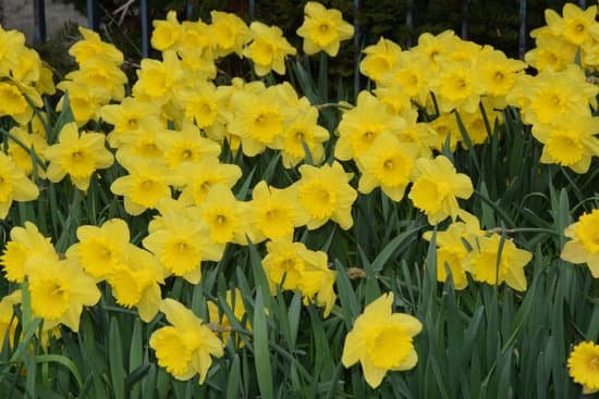 canva daffodils