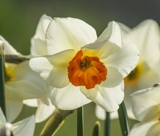 canva daffodils MAEFgGHwFKA