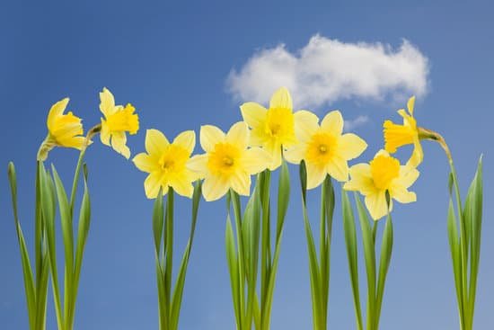 canva daffodils MAEI 7X0zL8