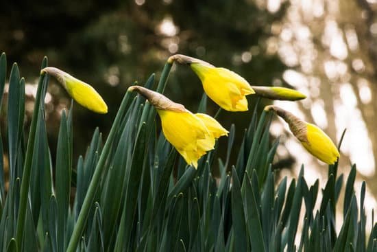 canva daffodils MAEJbKVzp5w