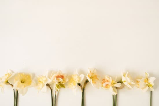 canva daffodils on white background MAEAcTl3jHs