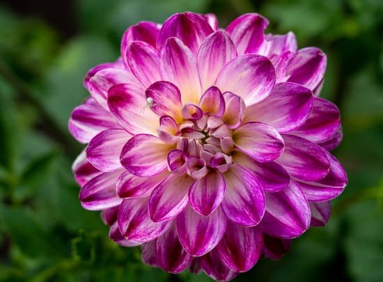 canva dahlia MAD3wzgonOQ
