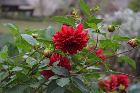 canva dahlia