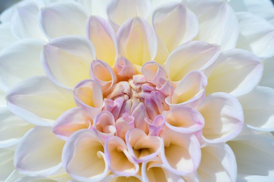 canva dahlia MADFHIBKNMw