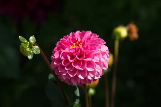 canva dahlia dahlia. MADBkK 2kb8