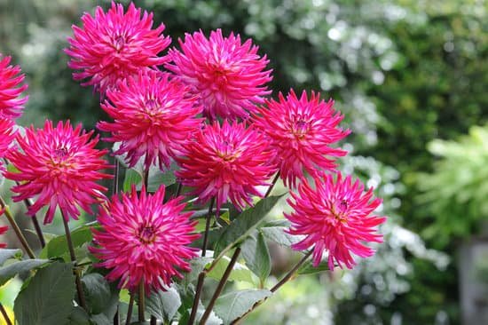 canva dahlias MAEFENTNUU0