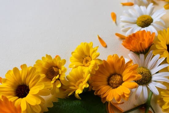 canva daisy and calendula multicoloured flowers frame. medicinal herbs.