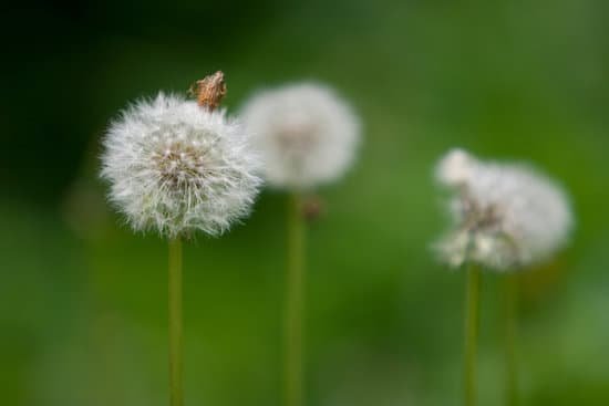 canva dandelion MAC7G4qAIUk