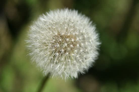 canva dandelion MAC7JfqLpV4