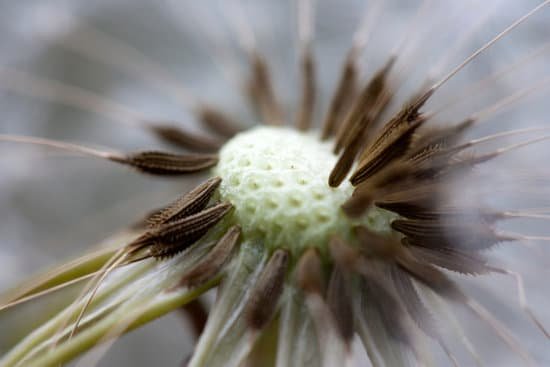 canva dandelion