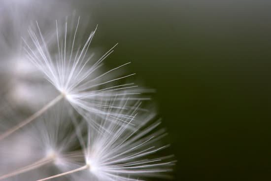 canva dandelion