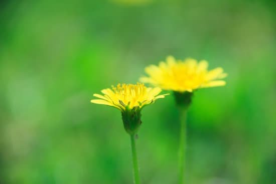 canva dandelion MAC9 6RSv g