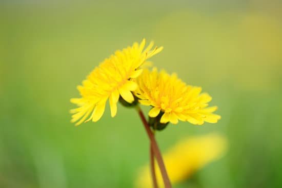 canva dandelion MAC9 BV1Ufk