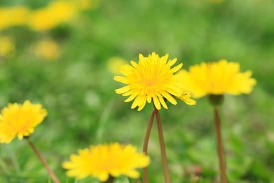 canva dandelion MAC9 JFHuyM