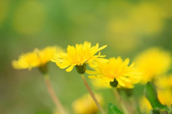 canva dandelion MAC9 M36wOQ