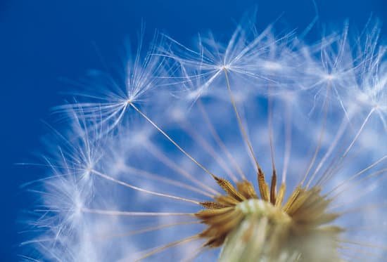 canva dandelion MAC97Te fQk