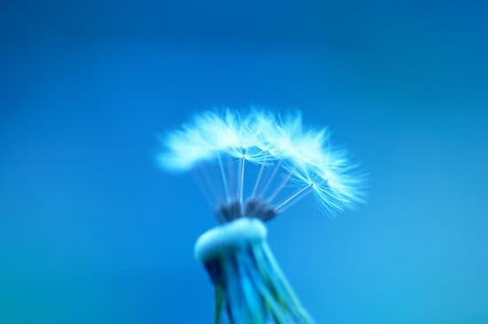 canva dandelion MAC98sc2w34