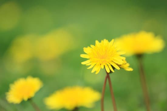 canva dandelion