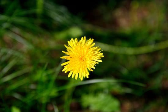 canva dandelion MAC9gSg3j80