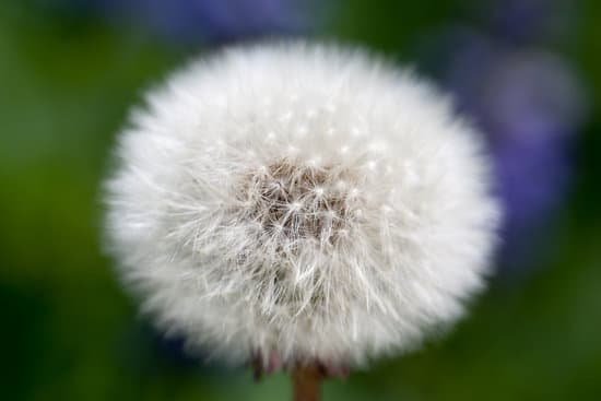 canva dandelion MAC9zNLmn8M