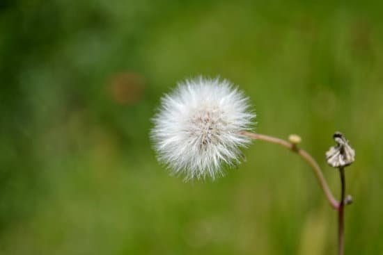 canva dandelion MAC 2BIdQmo