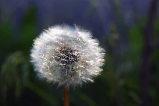 canva dandelion MAC UV0OpyU