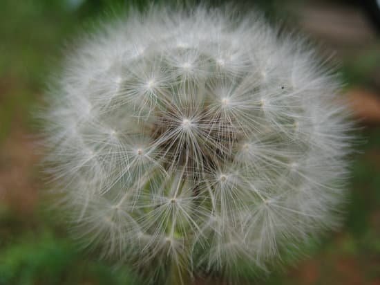 canva dandelion MAC plJED6A