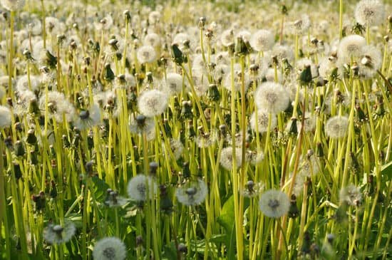 canva dandelion MAC wEIJh7U