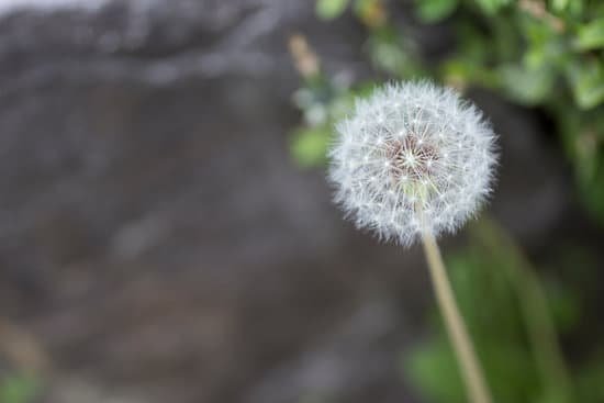 canva dandelion MADA6IJnBKM