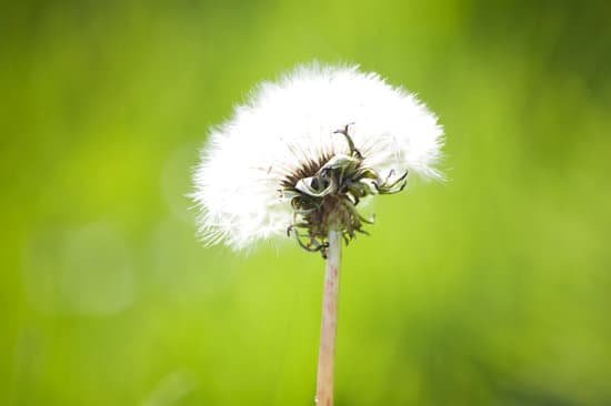 canva dandelion