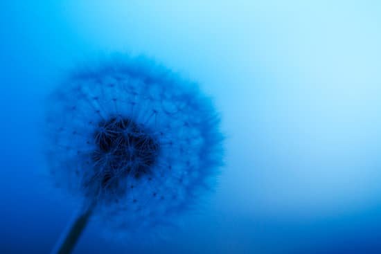 canva dandelion MADAoqAmdvU