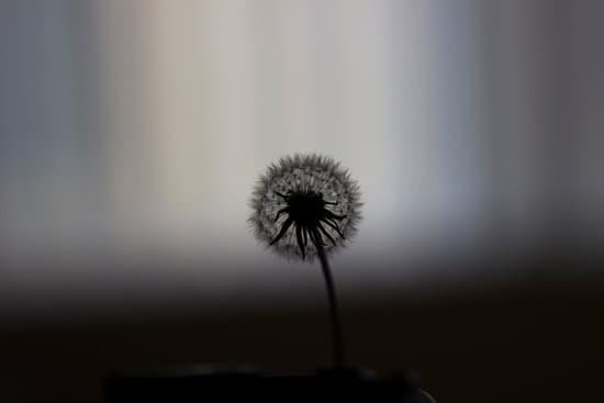 canva dandelion MADAvBTnaSI